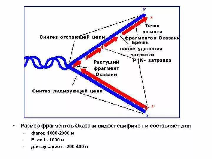 Репликация ДНК ФРАГМЕНТЫ Оказаки. Сшивание фрагментов Оказаки. Репликация ДНК ферменты Оказаки. Синтез ведущей и отстающей цепей ДНК ФРАГМЕНТЫ Оказаки.