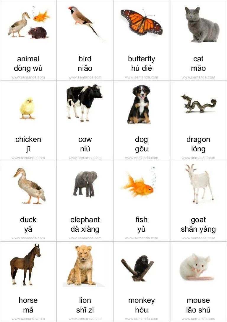 Animals translate