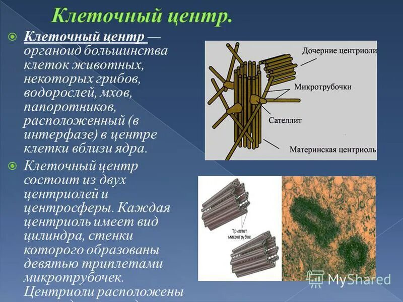 Из каких структурных единиц состоят центриоли