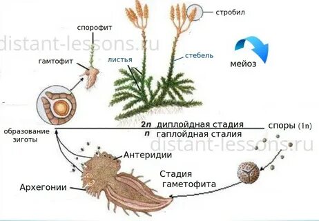 Половое размножение хвощей 7 класс кратко