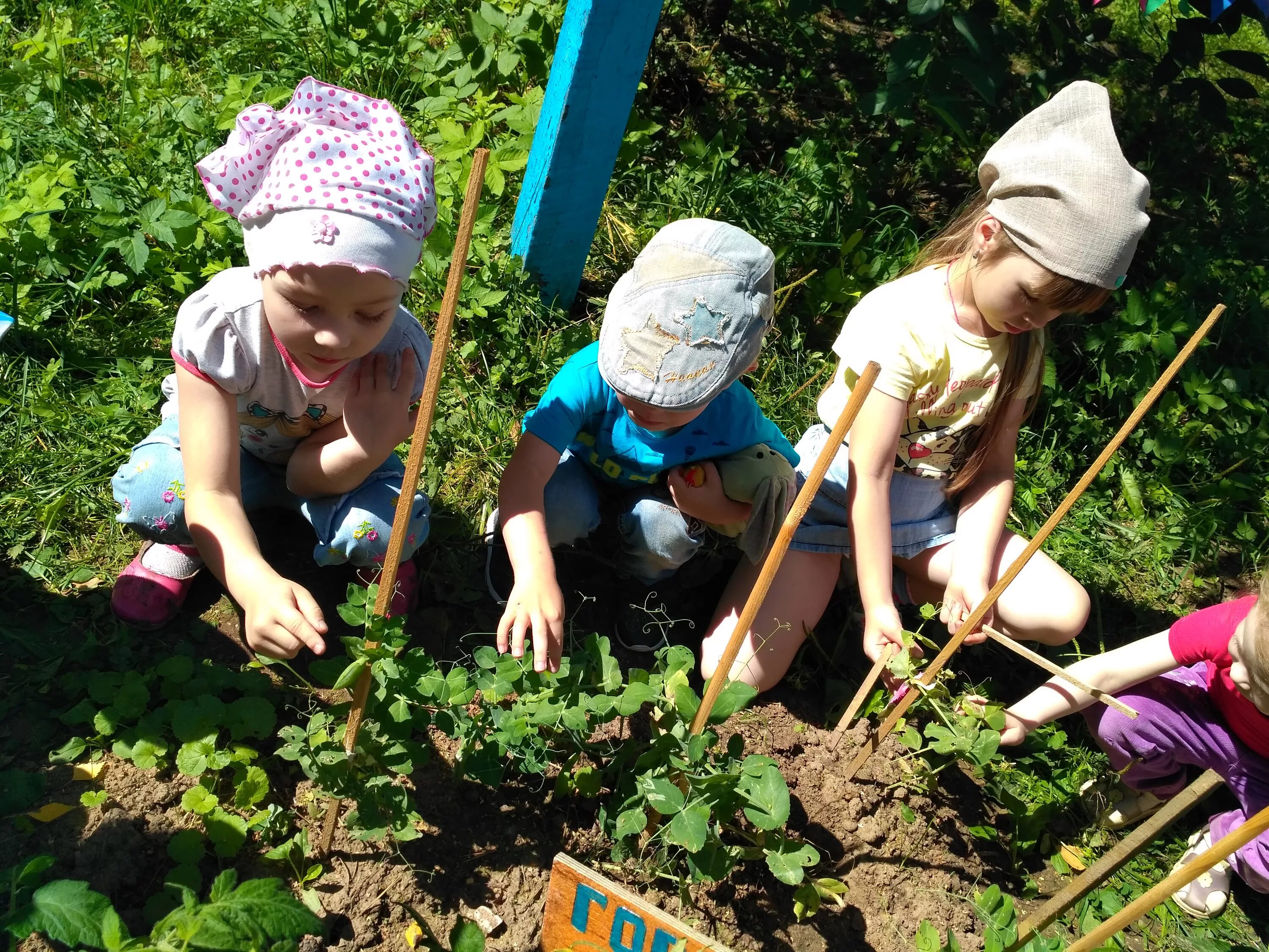 Дети посадили огород. Огород для детей. Труд в огороде. Труд на участке в детском саду. Детский огород в детском саду.