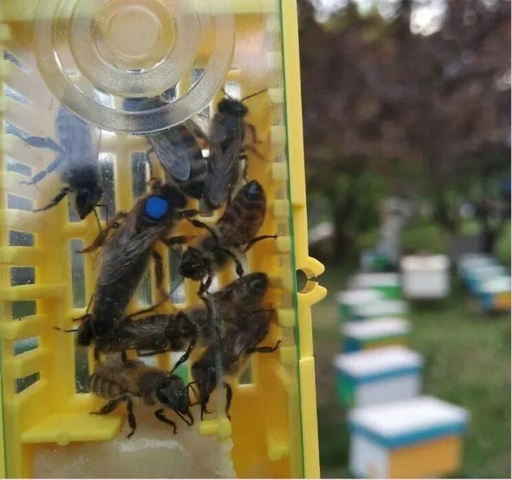 Пчелопакеты карника бакфаст. Пчела карпатка. Пчелиная матка среднерусской пчелы. Пчеломатки бакфаст. Порода пчел кордован.