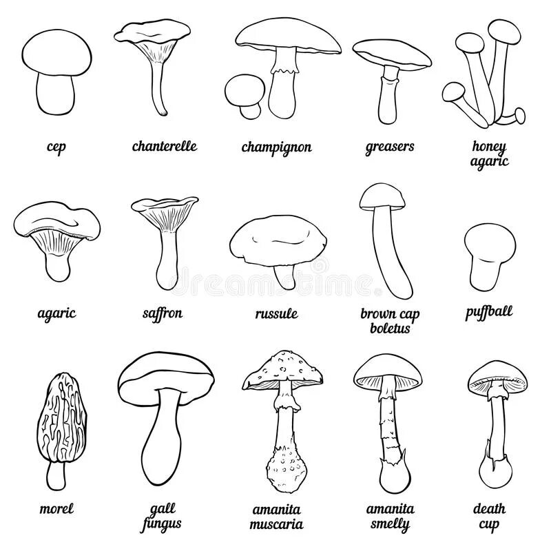 Подпиши названия грибов. Раскрась грибы подпиши их. Подпиши названия грибов. Съедобные грибы и несъедобные грибы 2 класс рисунок. Раскрась грибы подпиши их.