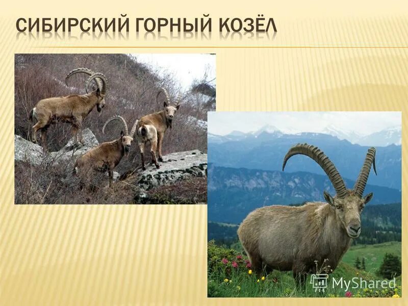 Сибирский горный козел 3. Сибирский горный козел ареал. сибирский горный козёл красная книга. сибирский горный козел слайд. сибирский горный козёл краткое описание.