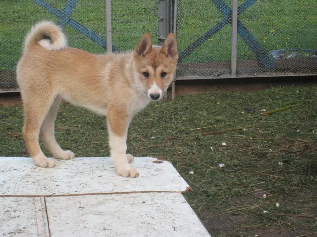 3 лайка. Щенок Западно сибирской лайки 3 месяца. Щенок лайки 3 месяца Западносибирская лайка. Лайка ЗСЛ 3 месяца. Западно Сибирская лайка 3 месяца.