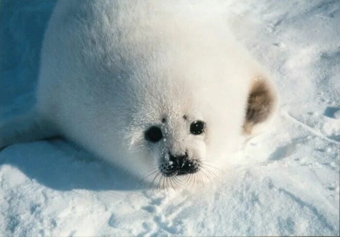 Белёк детеныш тюленя. Белек животное. Белек гренландского тюленя. Белёк детеныш нерпы. Байкальская нерпа белек.
