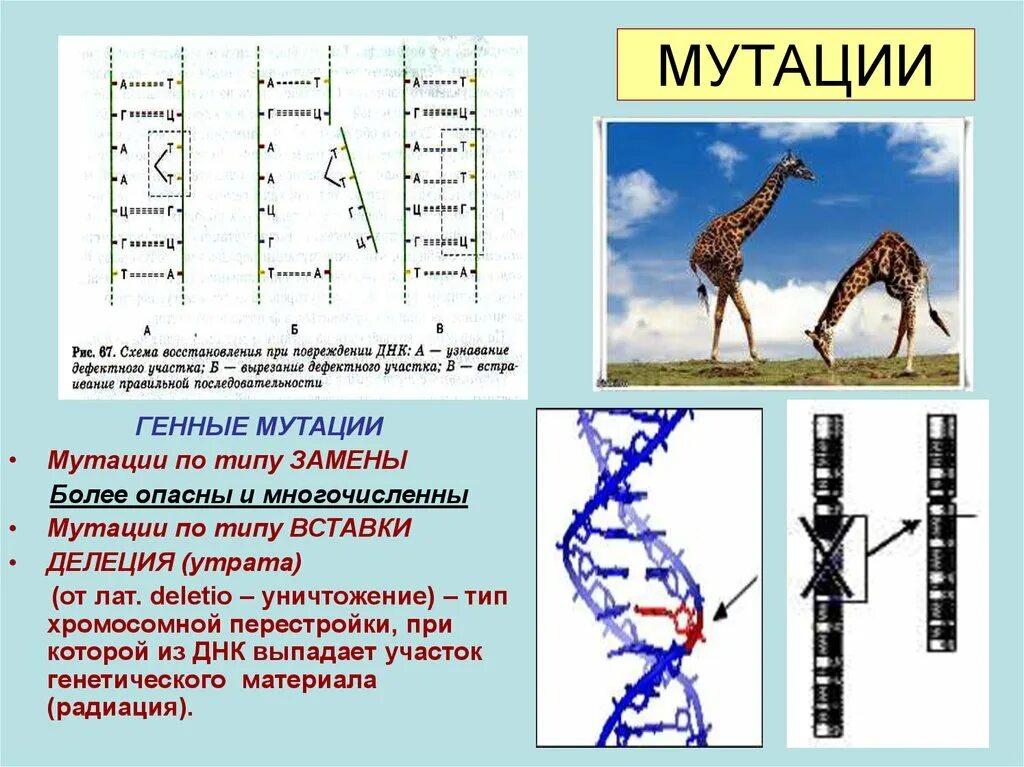 Последовательность генной мутации. Генные мутации схема. генная мутация делеция нуклеотида. мутация днк схема.