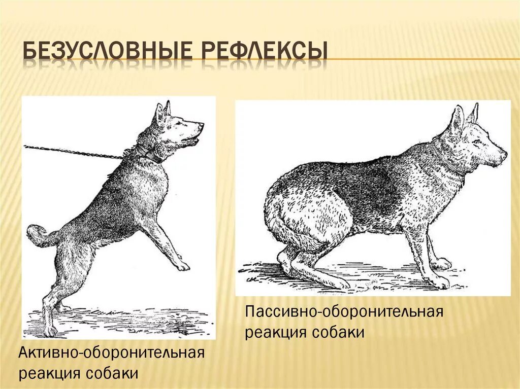 Примеры безусловных рефлексов у млекопитающих. Активно оборонительная реакция у собак. Оборонительное поведение собак. Безусловные рефлексы. Пассивно оборонительная реакция.