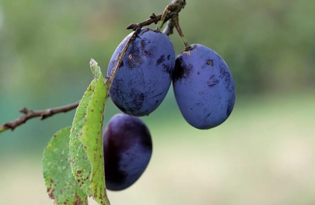 Алыча шарафуга. Слива оцарк премьер. Слива красный шар колоновидная. Слива заречная ранняя. Слива сорт этюд.