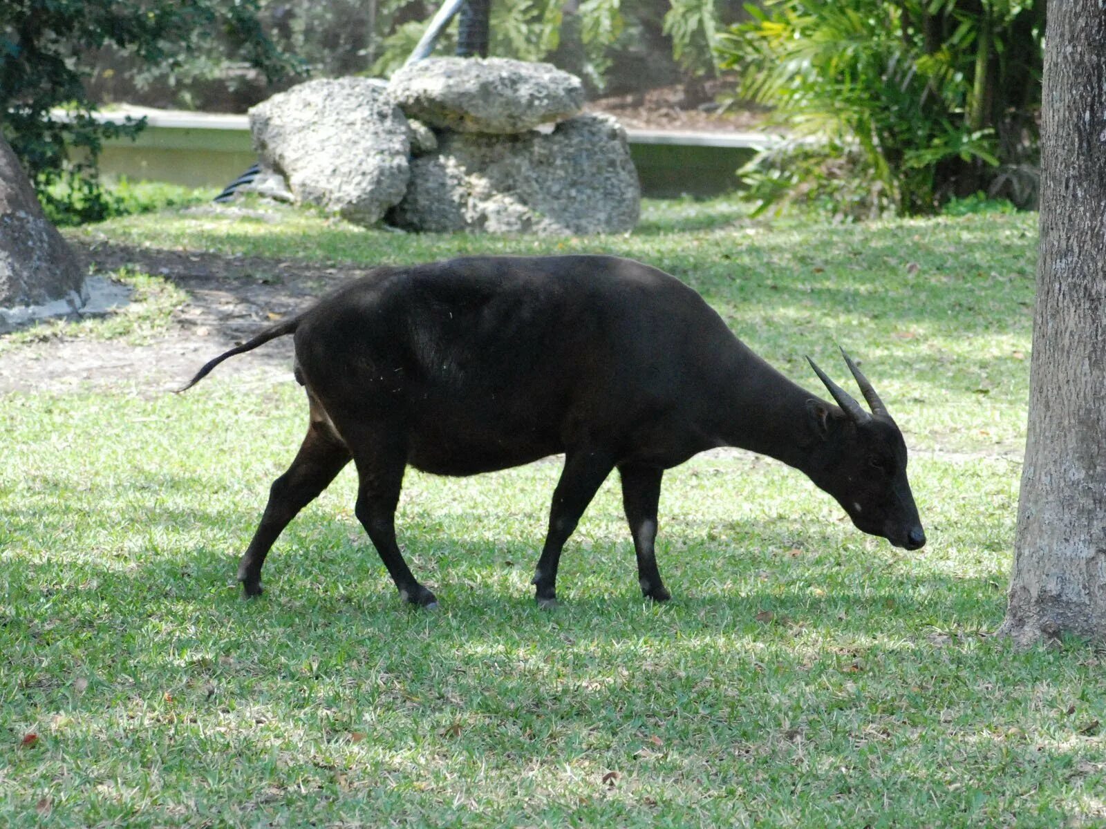 Карлик среди буйволов 4. Карликовый бык аноа. Кентус карликовый буйвол. Аноа буйвол. Карликовый буйвол Тамарау.