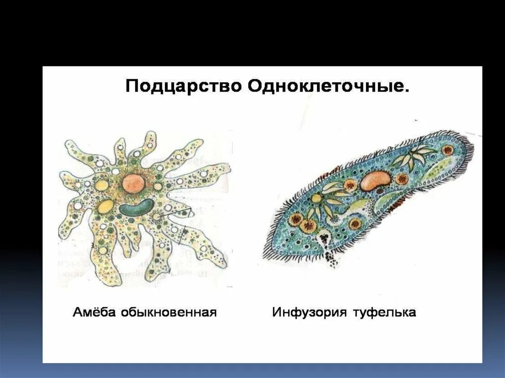 Одноклеточные организмы. Одноклеточные железы. Эволюция одноклеточных организмов. Одноклеточные организмы названия.