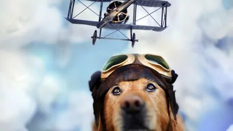 Pilot animal