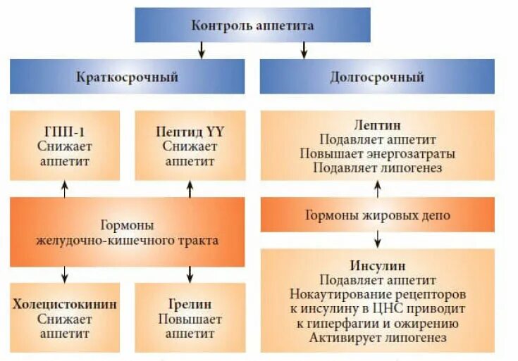 Механизмы регуляции аппетита. Гормоны уменьшающие аппетит. Гормон повышающий аппетит. Гормон снижающий аппетит. Гормон голода 6