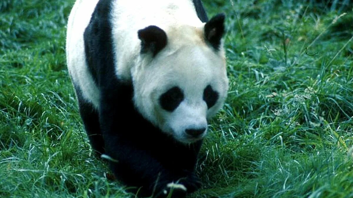 Why panda