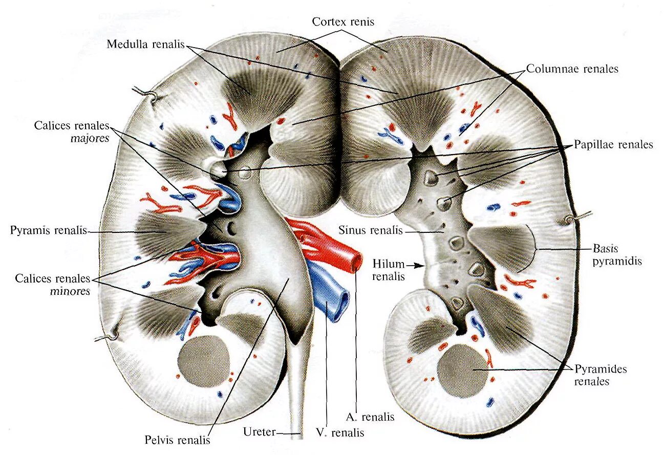 Конкремент латынь. Почка в разрезе анатомия. Строение почки анатомия Синельников. Строение почки на латыни. Строение почки почечный синус.