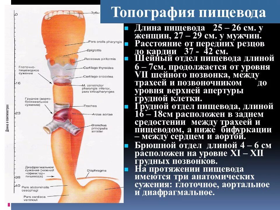 Отделы пищевода. Нижний отдел пищевода. Диаметр пищевода.