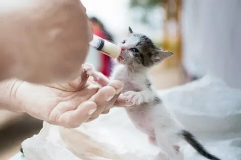 Кормление котят без кошки