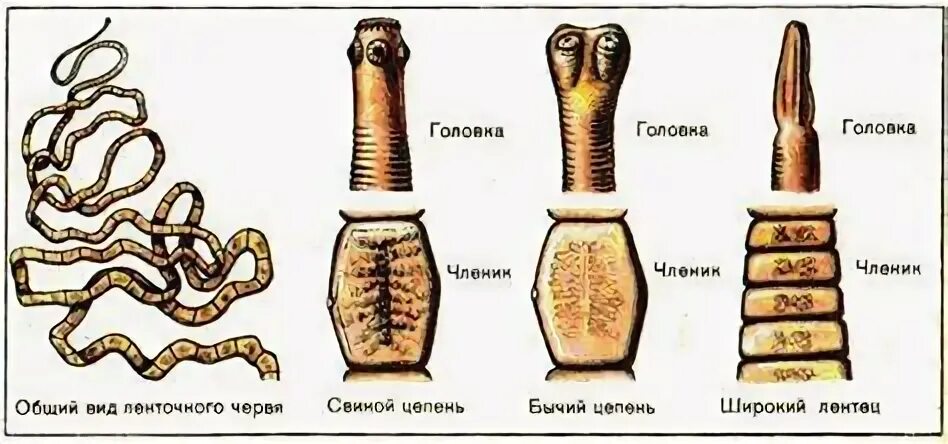 Тип ленточные черви представители. Тип ленточные черви представители