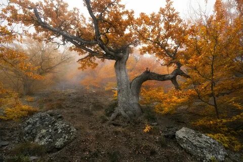 Буковый лес в крыму