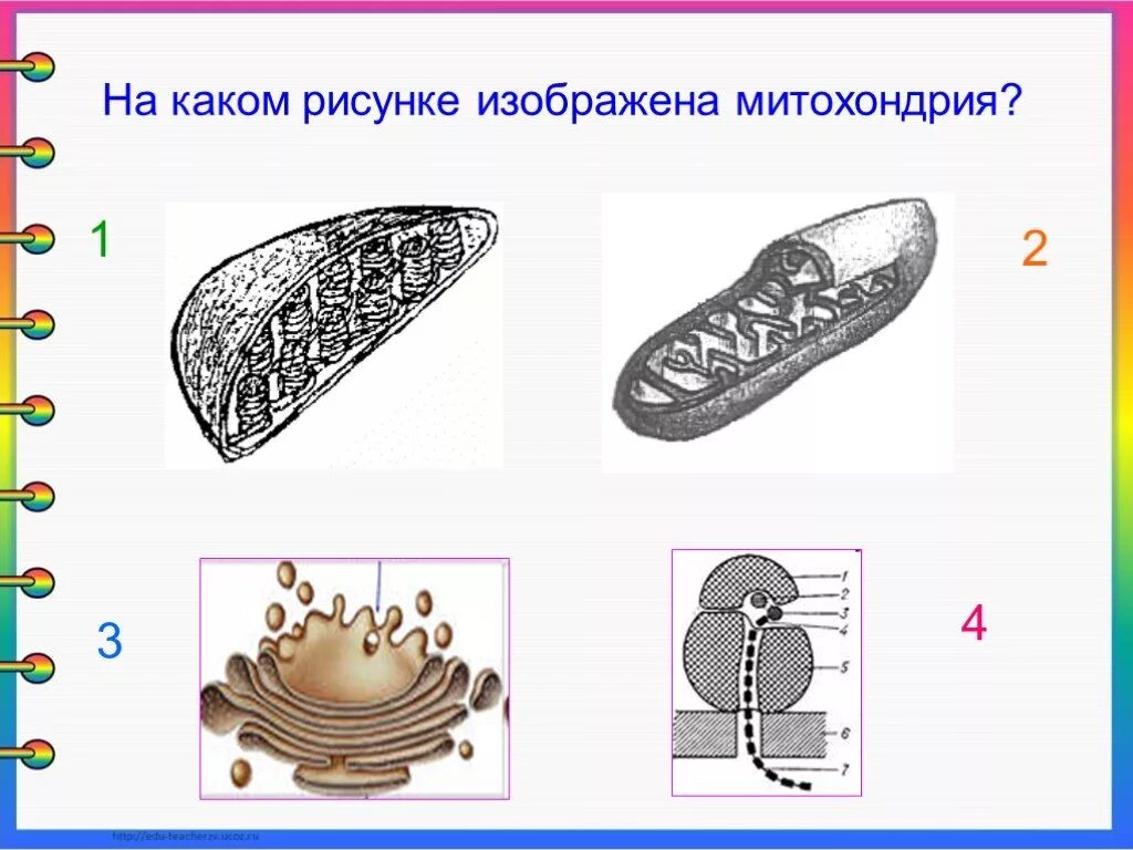 На рисунке изображена митохондрия. На каком рисунке изображена митохондрия. митохондрии на егэ по биологии. митохондрия рисунок егэ.