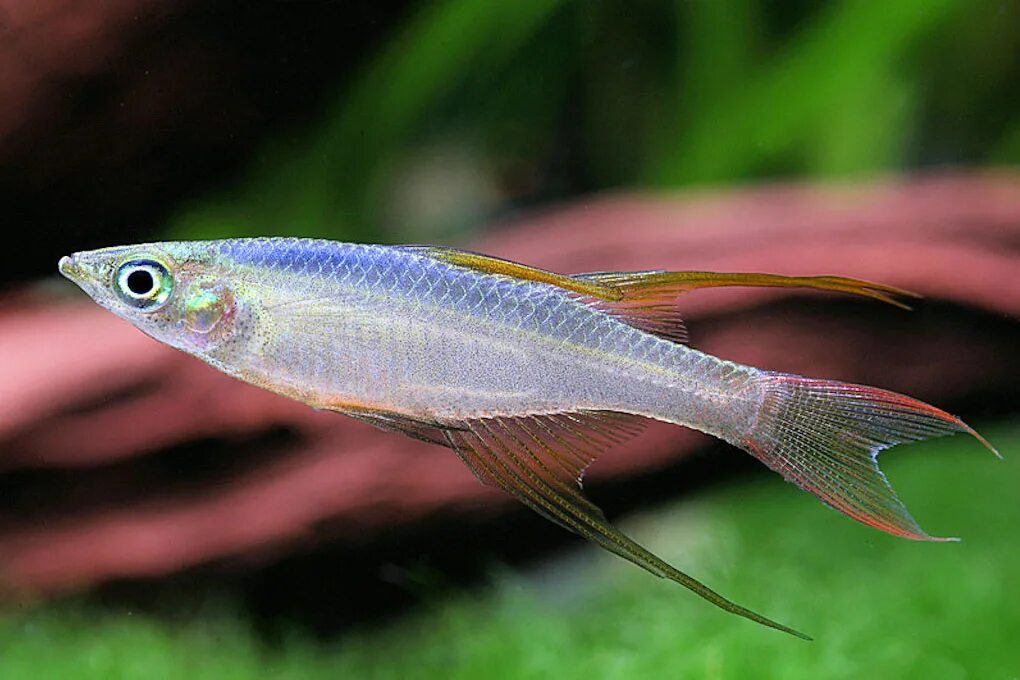 звездчатая пристелла. стайные аквариумные рыбки. афиохаракс ратбуни. нотропис аквариумная рыбка. страдостомус аквариумная рыбка.