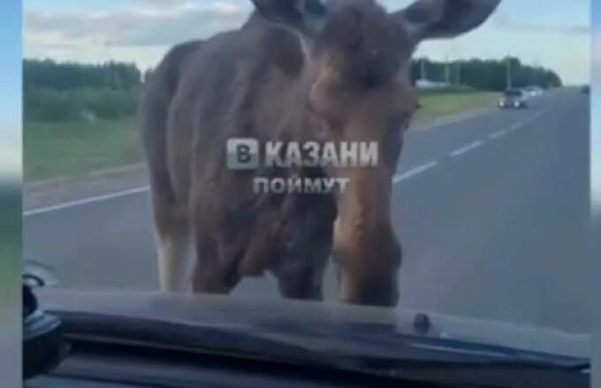 Лось победитель выжить. Нападение лося на машину. Агрессивный Лось.