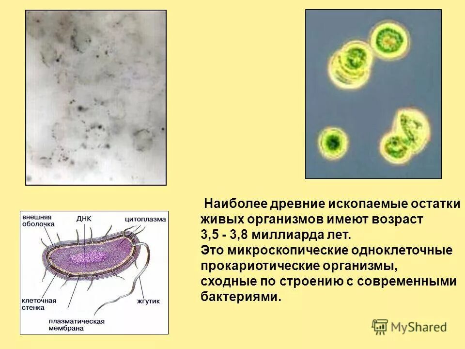 Одноклеточные организмы не имеющие оформленного