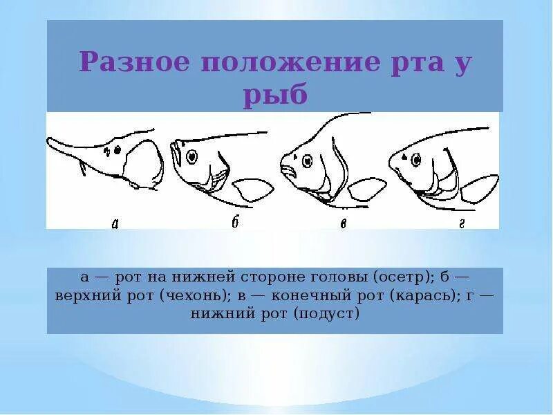 Какой рот у рыб. Положение рта у рыб. Фронтальное положение рта у рыб. Конечный рот рыбы. Типы расположения рта у рыб.