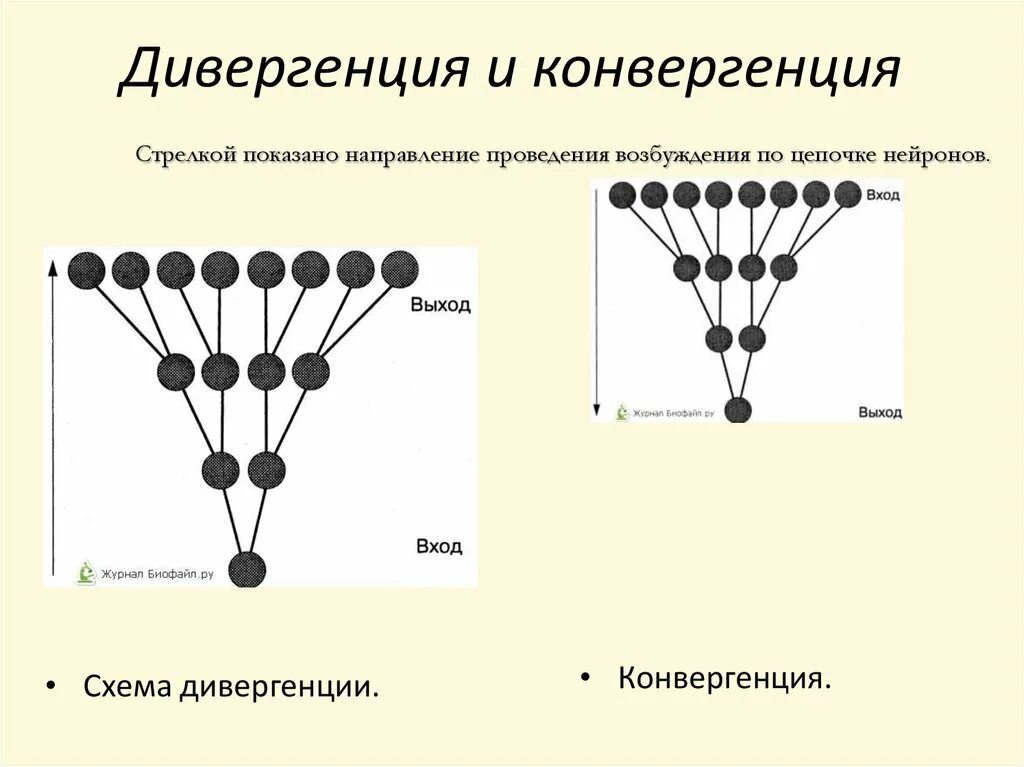 Механизмы эволюции дивергенция конвергенция. Конвергенция схема. Дивергенция схема. Конференция и дивергенция.