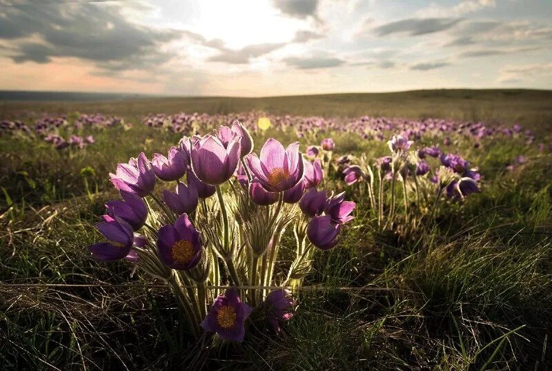 Тюльпаны цветут в самый разгар лета. Маныч-гудило тюльпаны. Маныч гудило цветение тюльпанов. Тюльпаны цветут в самый разгар лета. Тюльпаны цветут в самый разгар лета.