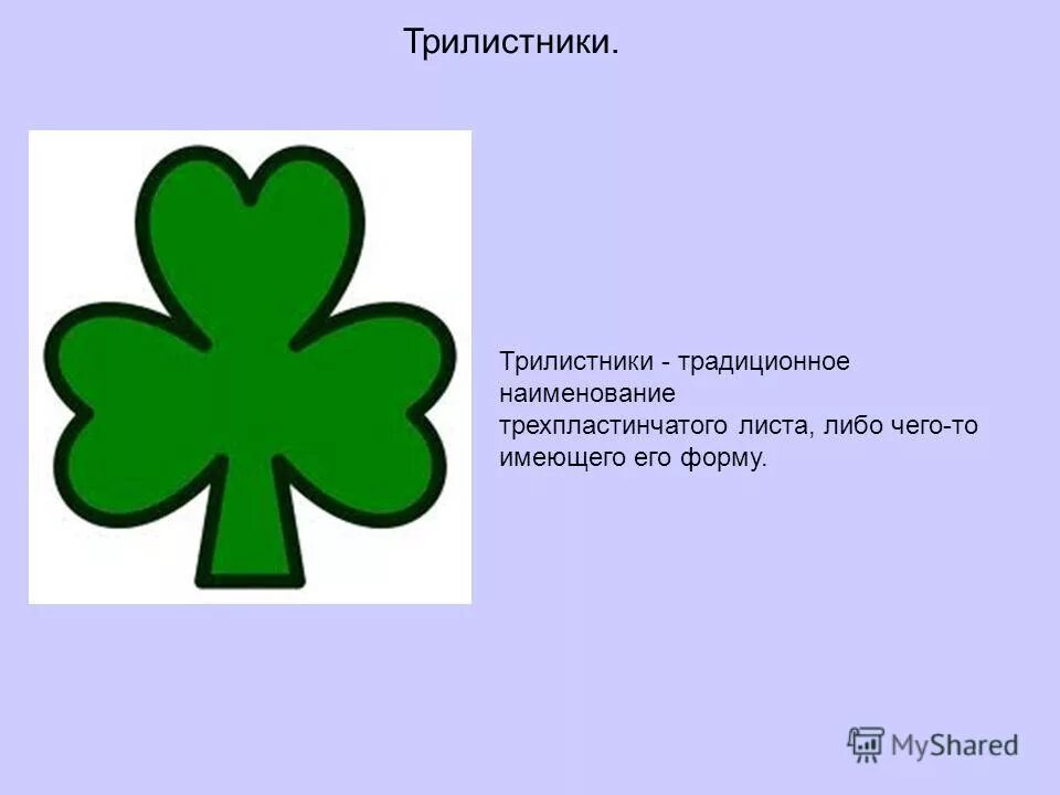 Ирландский клевер четырехлистный символ. Структуру напоминающую по форме лист клевера имеет. Строение листьев клевера. Акцепторный участок молекулы трнк. Четырёхлистный клевер символ.