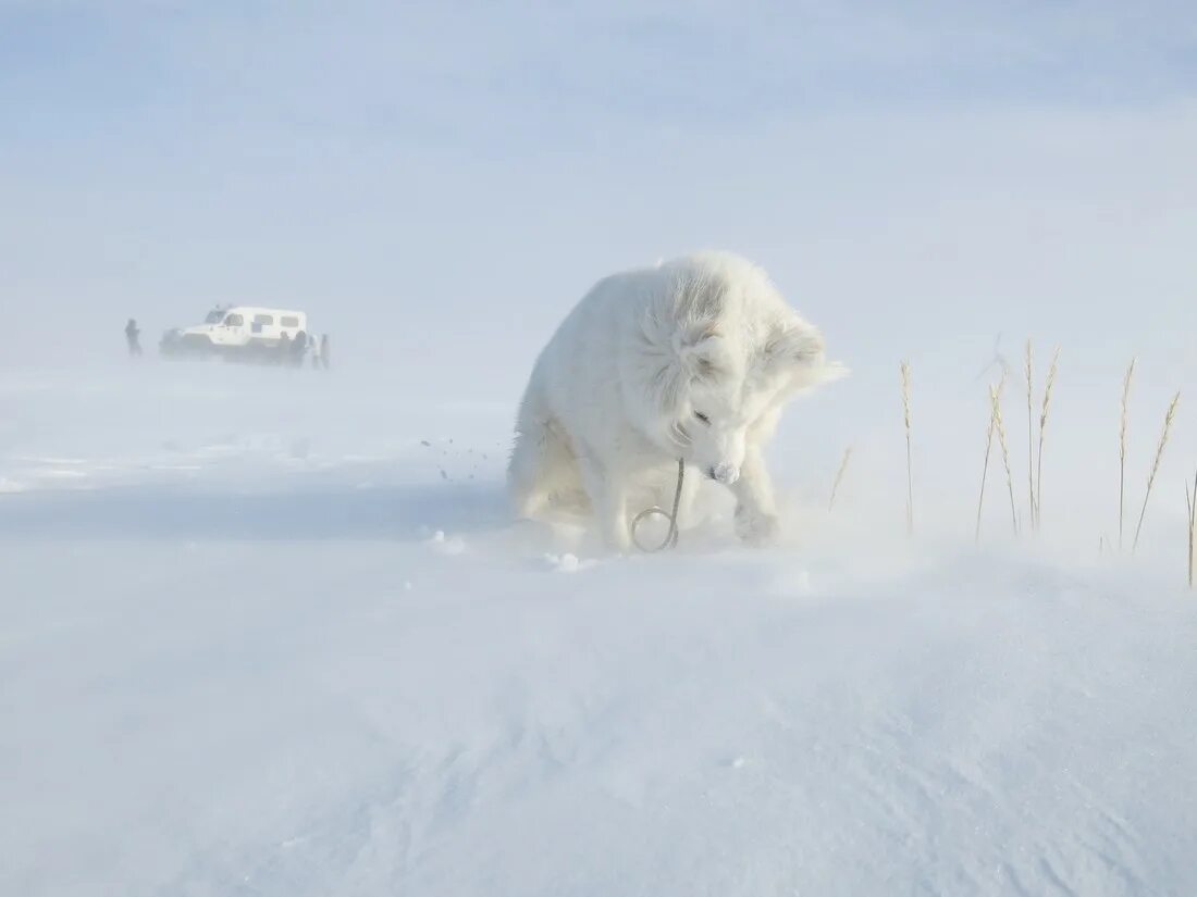 Белый медведь на Чукотке. Чукотка Арктика. Белый медведь в тундре.