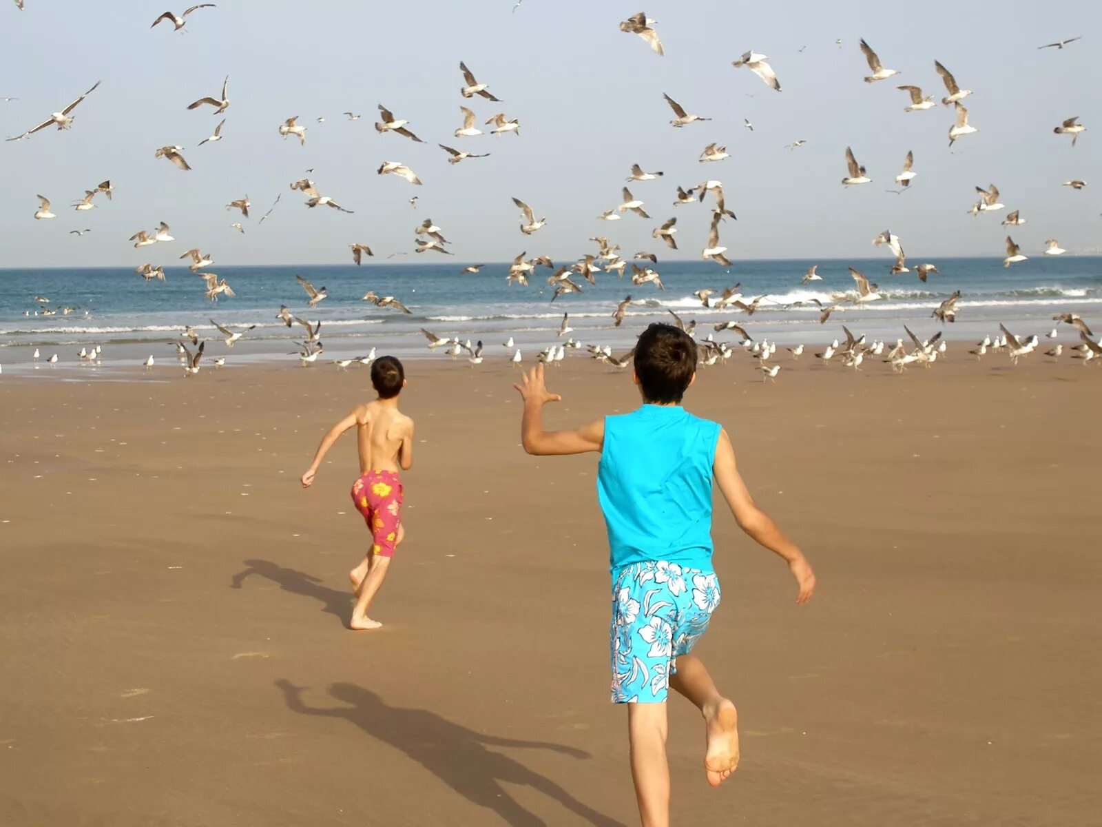 Мальчик и птица полностью. Мальчик бежит за птицей. Мальчик и птица. Мальчик гонится за птицей. Девочка бежит за птичкой.