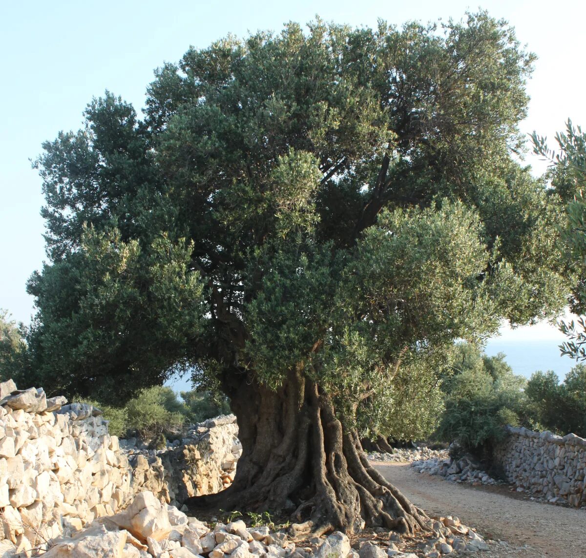 Ancient tree