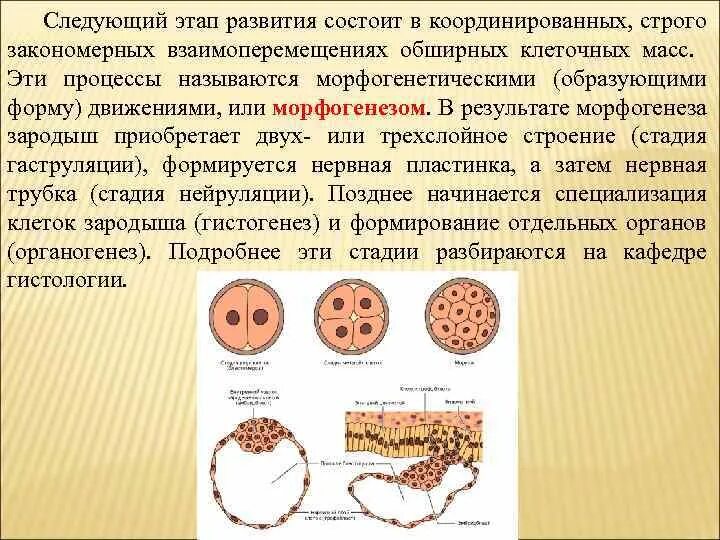 Этапы развития зародыша морфогенез. Молекулярно генетические механизмы онтогенеза. Клеточные процессы в онтогенезе. Клеточные механизмы онтогенеза. Детерминация клеток