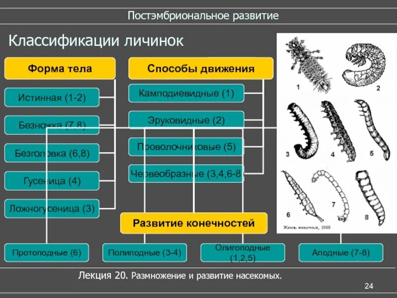 Личинки насекомых описание. Безножка Тип личинки. Тип питания личинки. Классификация личинок насекомых. Название типов личинок.