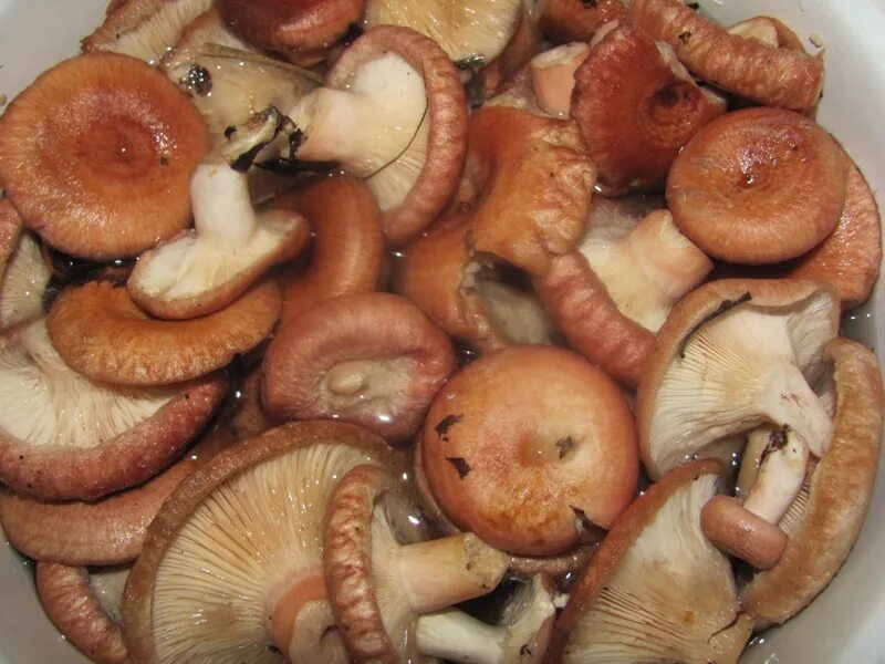 Рыжики грибы. Рыжики грибы приготовление. Рыжики соленые. Готовые рыжики. Как приготовить рыжики