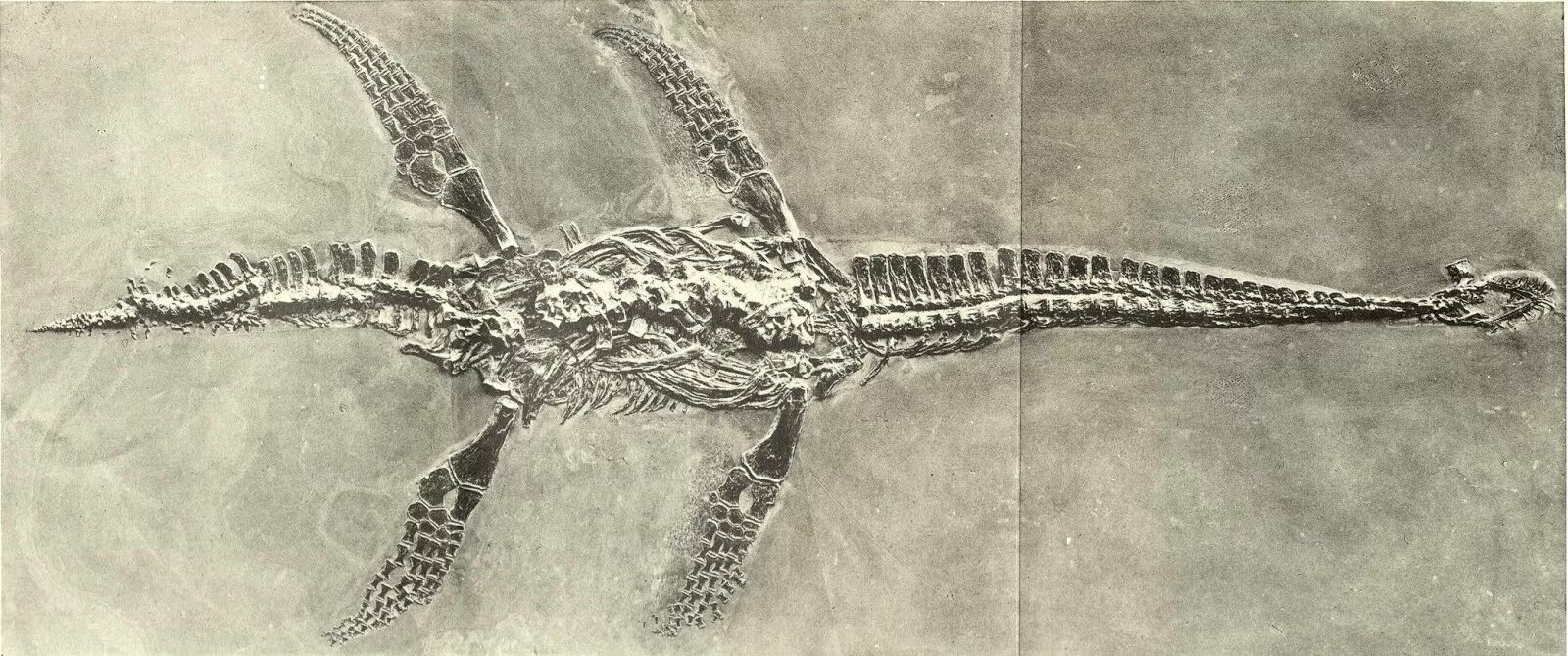 Кости плезиозавра. Плезиозавр окаменелость. Плезиозавр скелет. Скелет плезиозавра Палеонтологический музей.