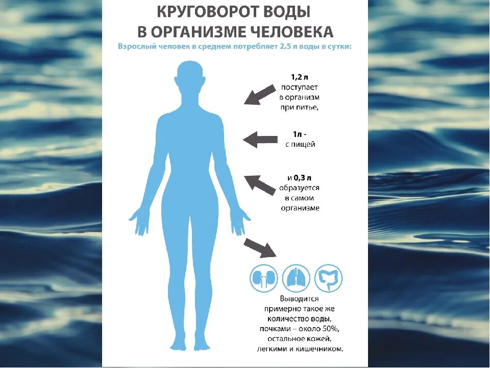 Использование воды организмом. Вода в организме. Вода в человеческом организме. Движение воды в организме человека схема. Вода и человек.