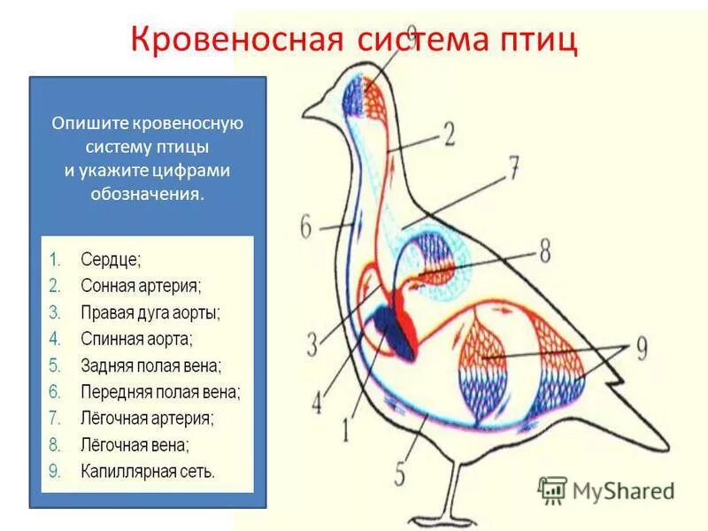 Кровеносная система птиц замкнутая