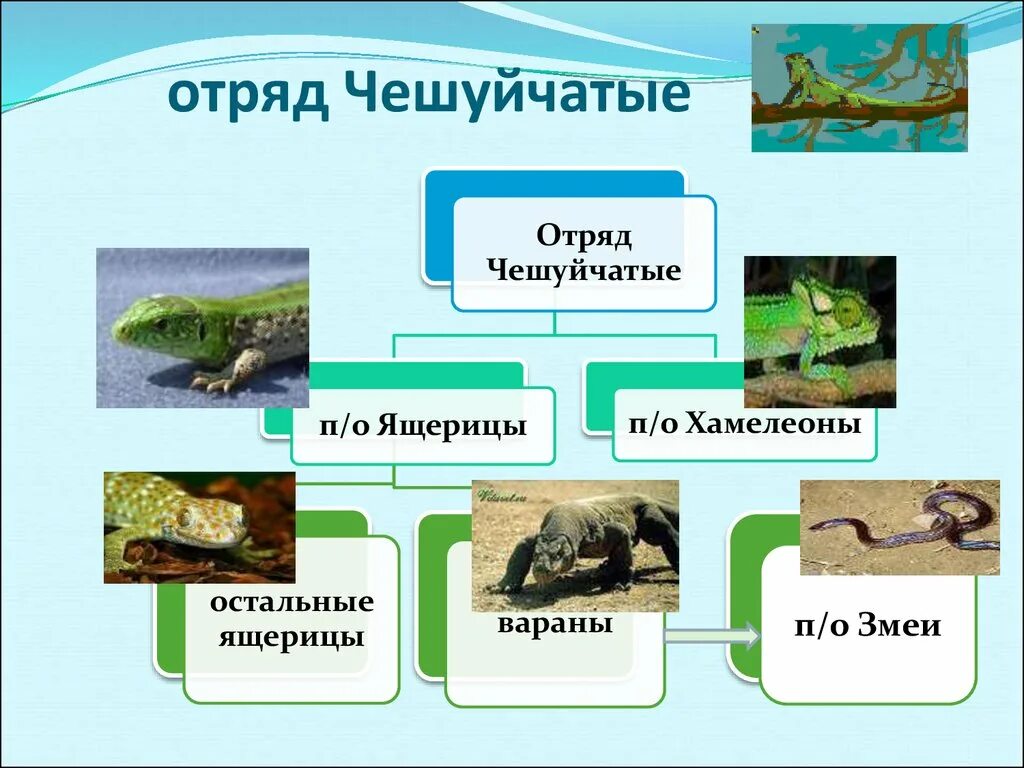 Перечислить отряды пресмыкающиеся. Представители отряда чешуйчатые класса пресмыкающиеся. Отряд чешуйчатые представители 7 класс. Классификация чешуйчатых пресмыкающихся. Представители отряда че.