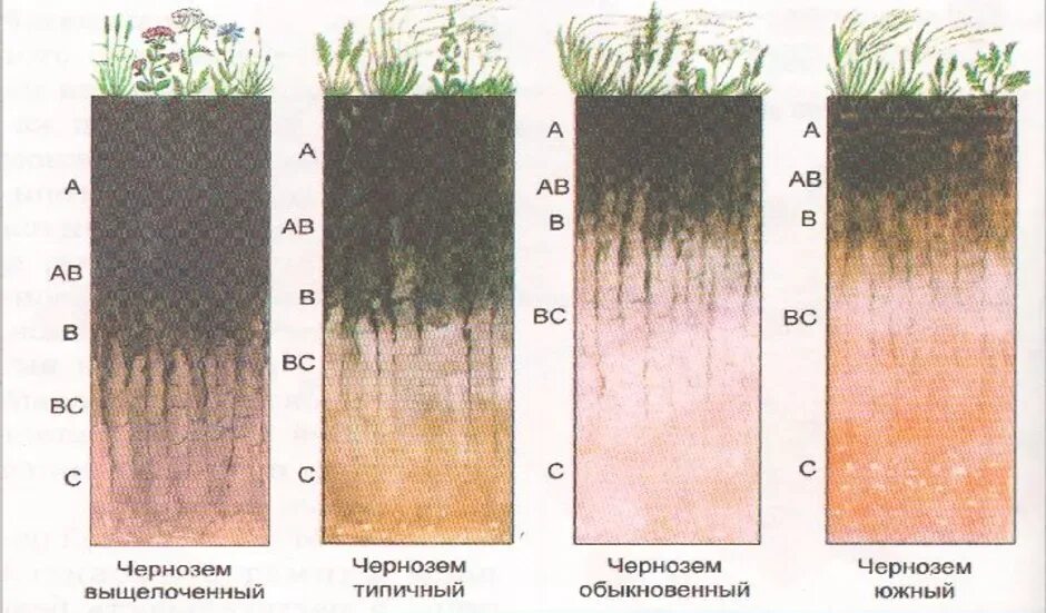 Южные черноземы почвы. Черноземы выщелоченные почвенный профиль почвы. Почвенный Горизонт черноземных почв. Черноземы обыкновенные почвы профиль. Чернозём выщелоченный почва в разрезе.