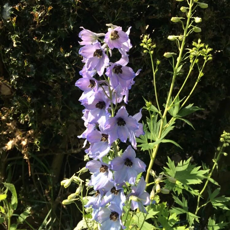 Дельфиниум гибрид. Дельфиниум. Дельфиниум гибридный / Delphinium Pacific Hybrids. Дельфиниум Чернавка Марфинский гибрид. Дельфиниум белый.