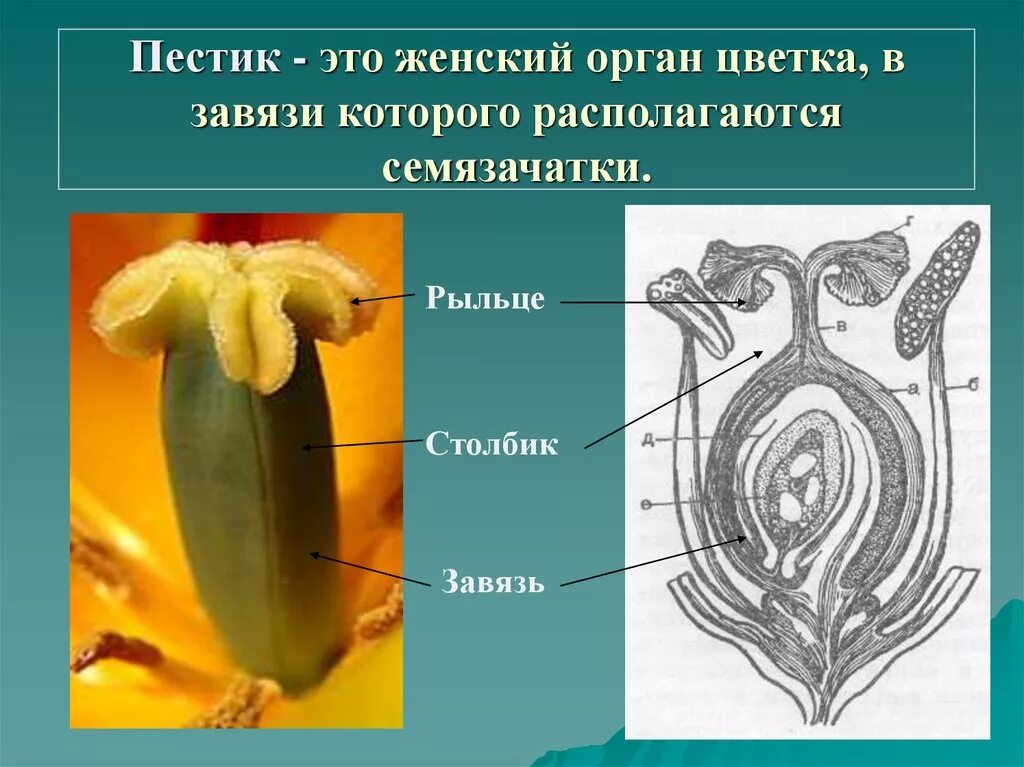 Где находится завязь у цветка. Строение пестика семязачаток. Строение растения завязи семязачаток. Строение завязи и семяпочки. Строение завязи пестика и семяпочка.