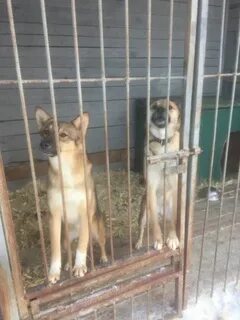 Передержка животных кострома