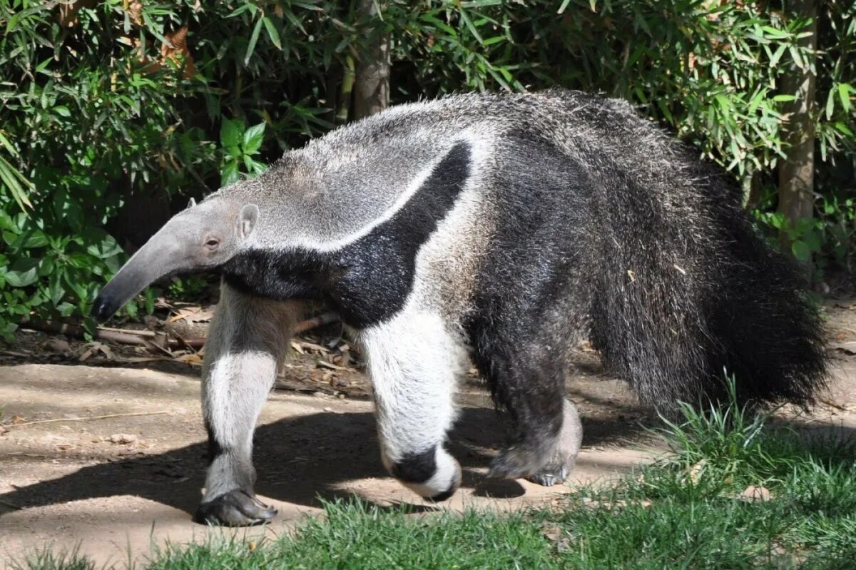 Зебра муравьед. Древесный муравьед тамандуа. giant anteater. мексиканский тамандуа. животное похожее на муравьеда.