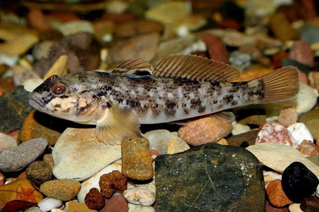 Ротан подкаменщик речной. Бычок кругляк черноморский. Речной бычок. Речной бычок. Бычок кругляк черноморский.