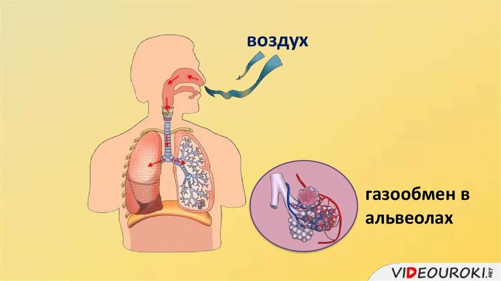 Воздух поступает в альвеолы. Газообмен в альвеолах. Газообмен в лёгких. Газообмен в легких и тканях. Строение легких газообмен в легких и тканях.