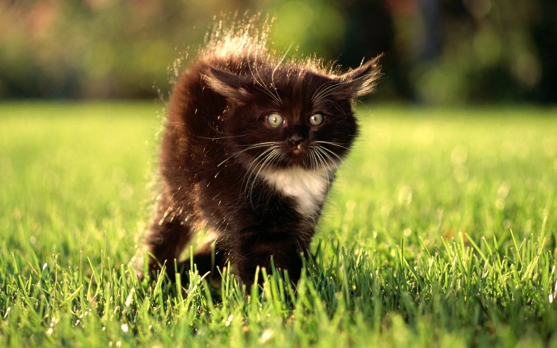 Котэ представляет про животных