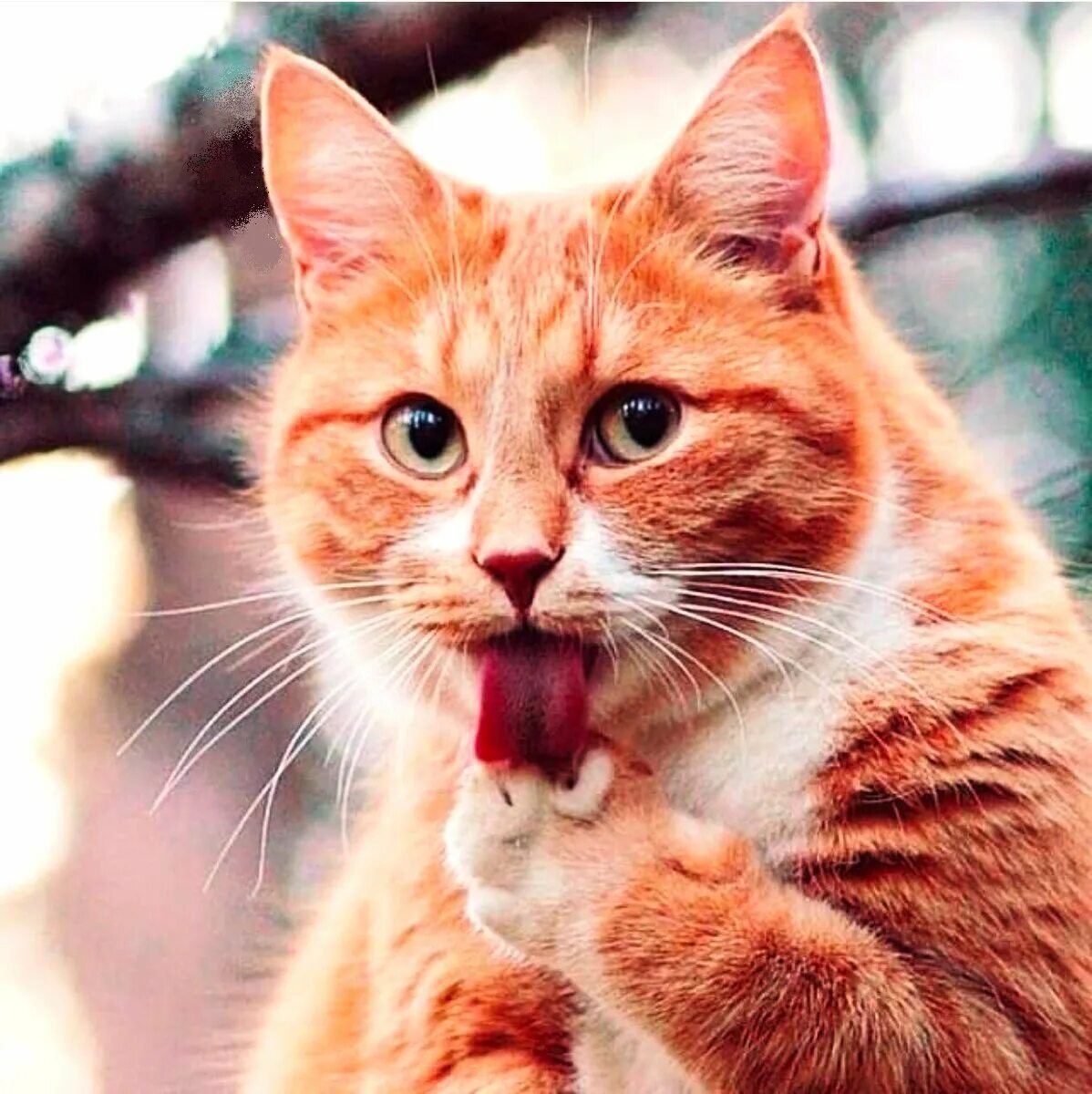 Рыжая картинка прикольные. Смешной рыжий кот. Наглый рыжий кот. Красивый рыжий кот. Рыжие коты.